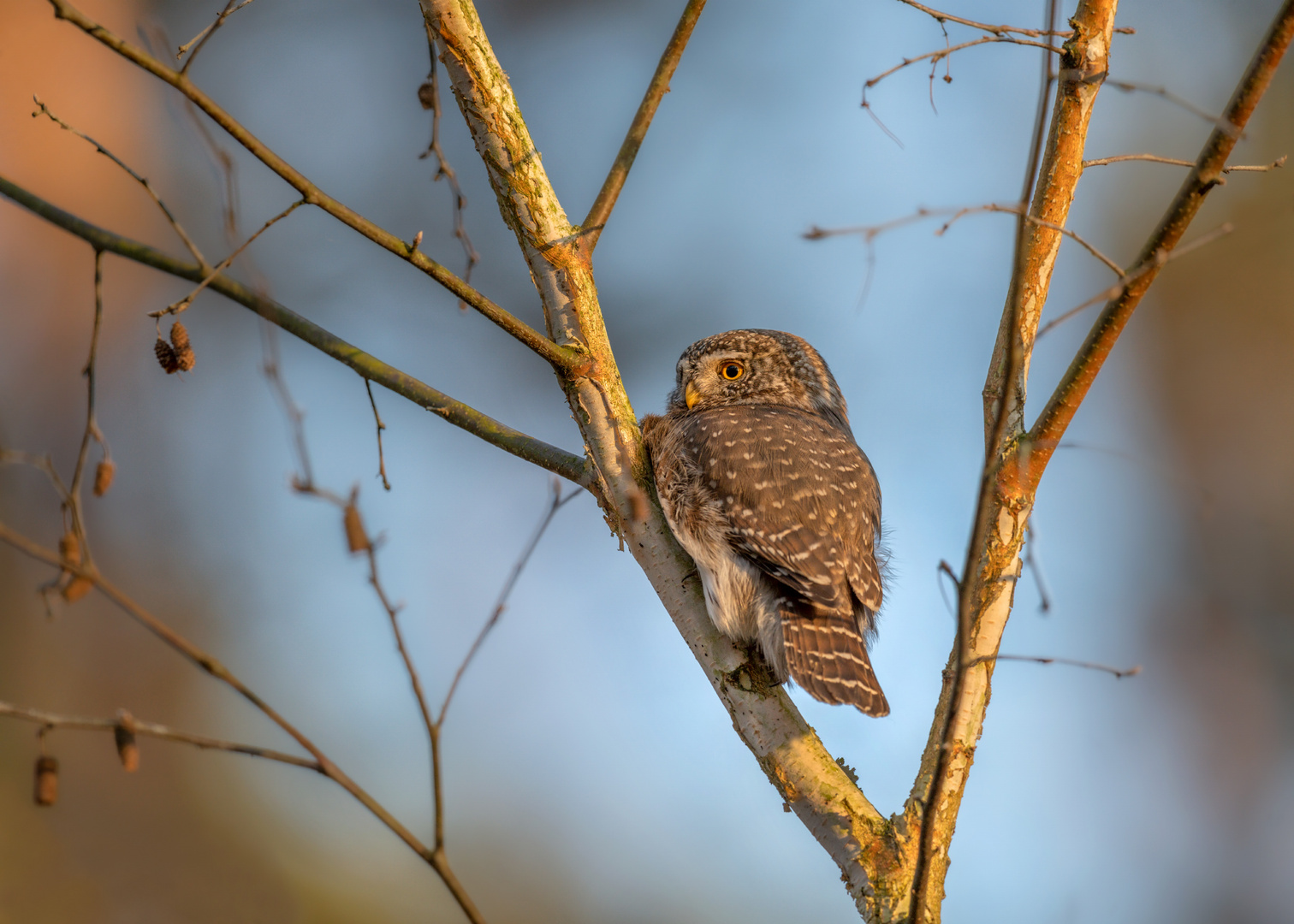 Sperlingskauz (Glaucidium passerinum)