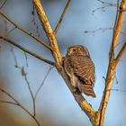 Sperlingskauz (Glaucidium passerinum)