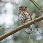 Sperlingskauz (Glaucidium passerinum)