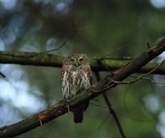 Sperlingskauz (Glaucidium passerinum)