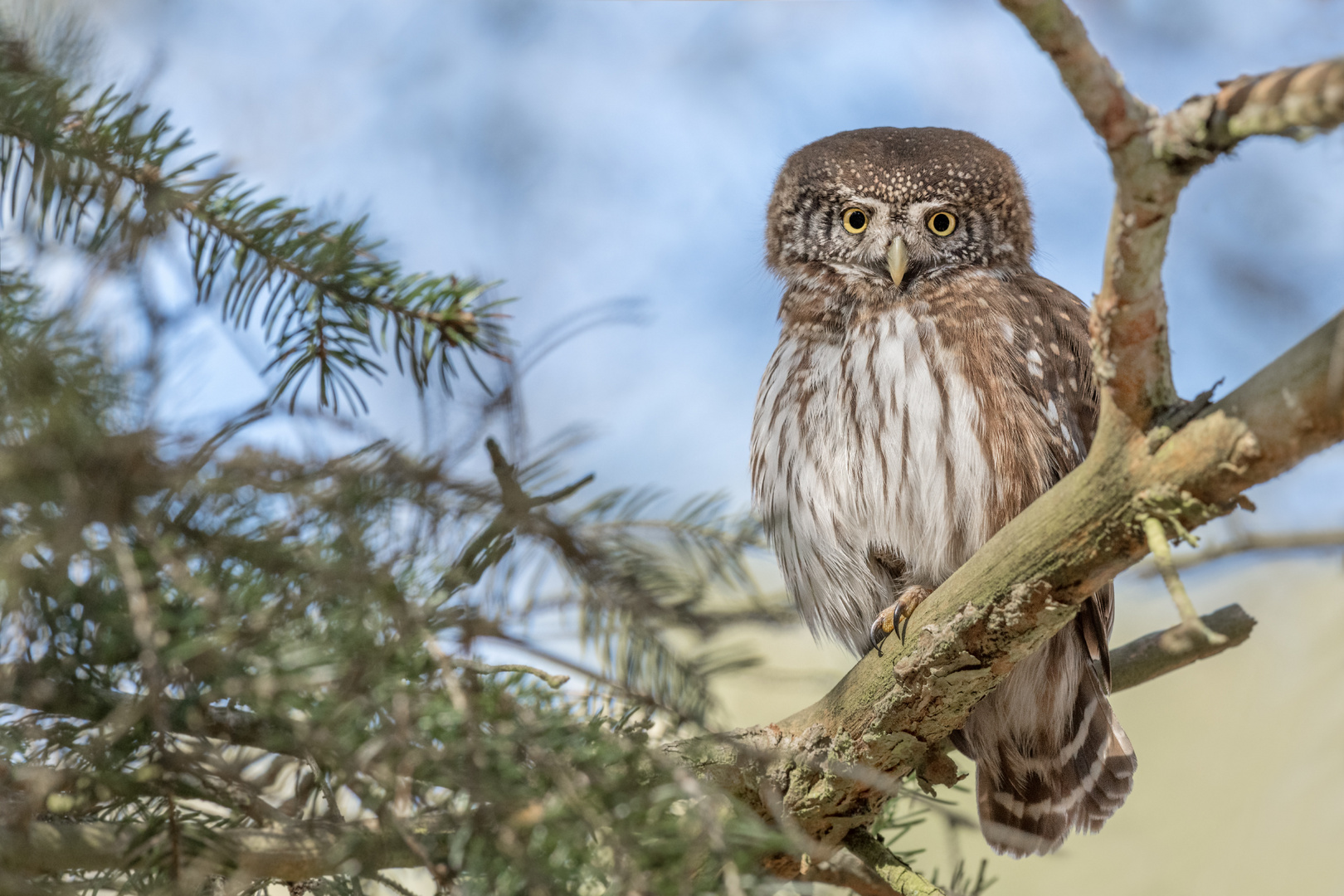 Sperlingskauz (Glaucidium passerinum)