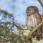 Sperlingskauz (Glaucidium passerinum)