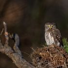 Sperlingskauz (Glaucidium passerinum)