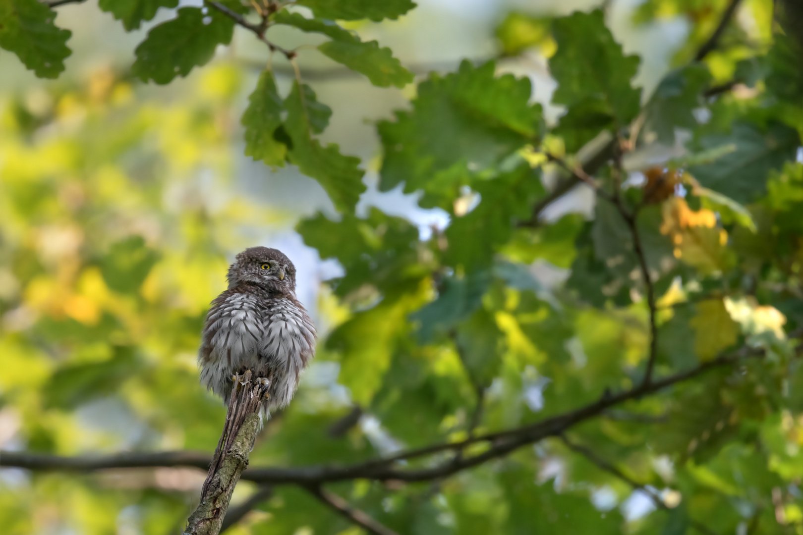 Sperlingskauz (Glaucidium passerinum)