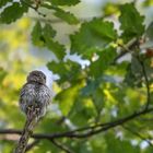 Sperlingskauz (Glaucidium passerinum)