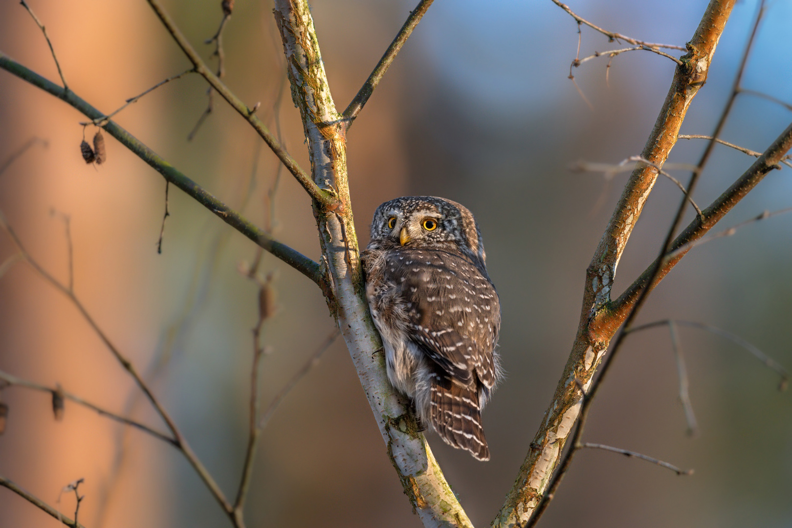 Sperlingskauz (Glaucidium passerinum)