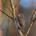 Sperlingskauz (Glaucidium passerinum)