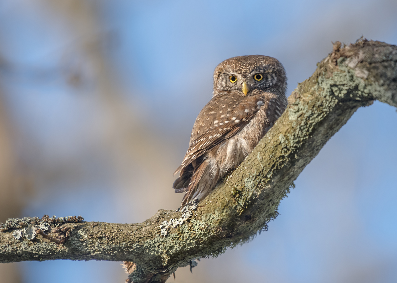 Sperlingskauz (Glaucidium passerinum)