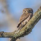 Sperlingskauz (Glaucidium passerinum)