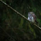 Sperlingskauz (Glaucidium passerinum)