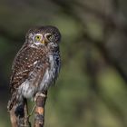 Sperlingskauz (Glaucidium passerinum)