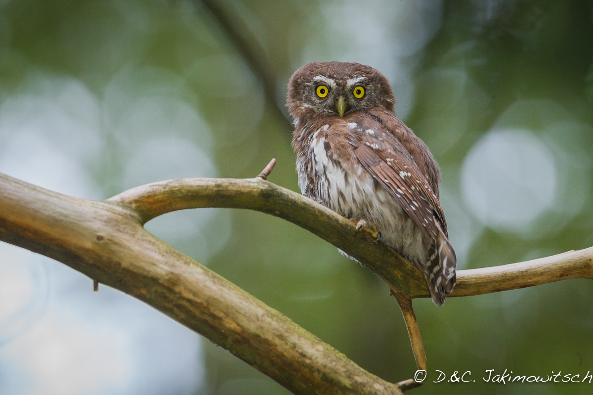 Sperlingskauz Glaucidium passerinum