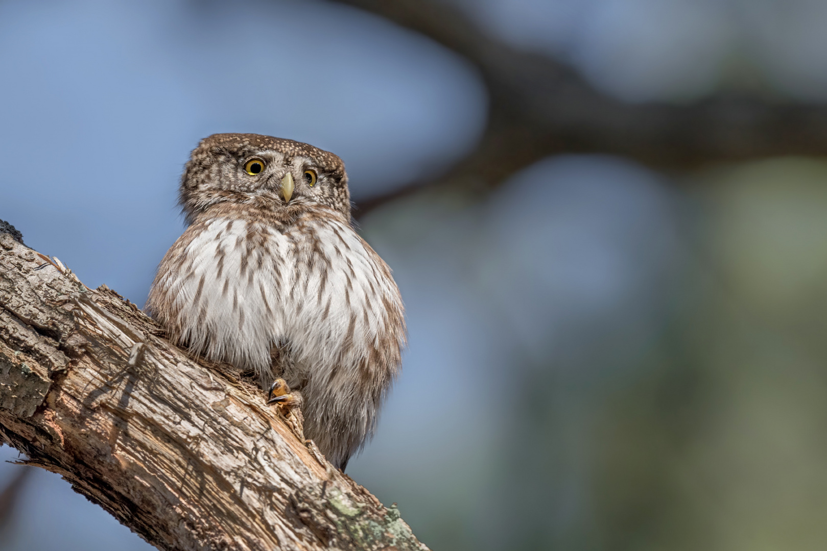 Sperlingskauz (Glaucidium passerinum)