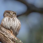 Sperlingskauz (Glaucidium passerinum)