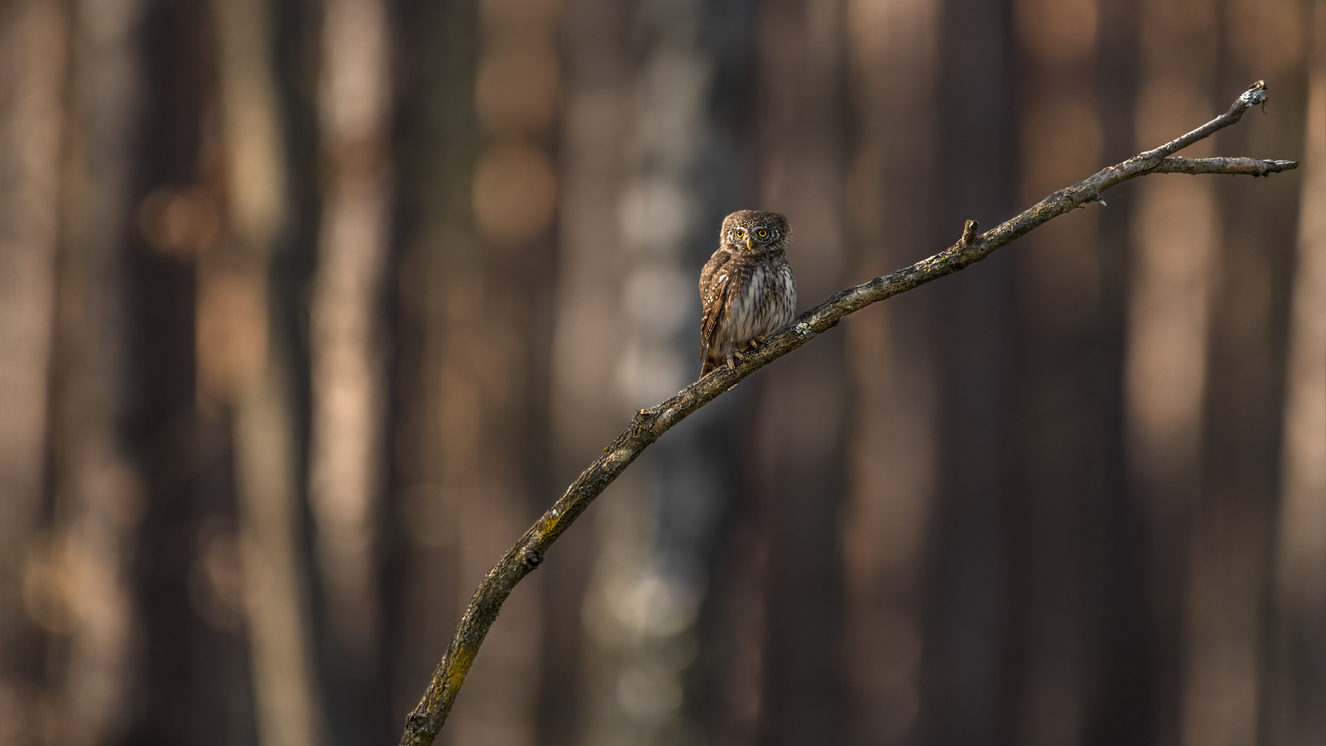 Sperlingskauz (Glaucidium passerinum)