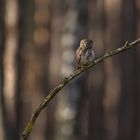 Sperlingskauz (Glaucidium passerinum)