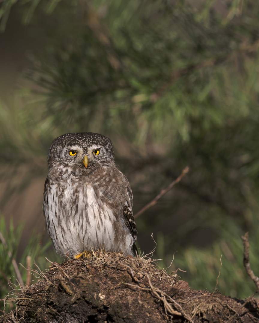 Sperlingskauz (Glaucidium passerinum)