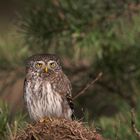 Sperlingskauz (Glaucidium passerinum)