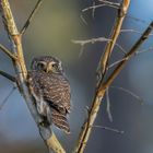 Sperlingskauz (Glaucidium passerinum)