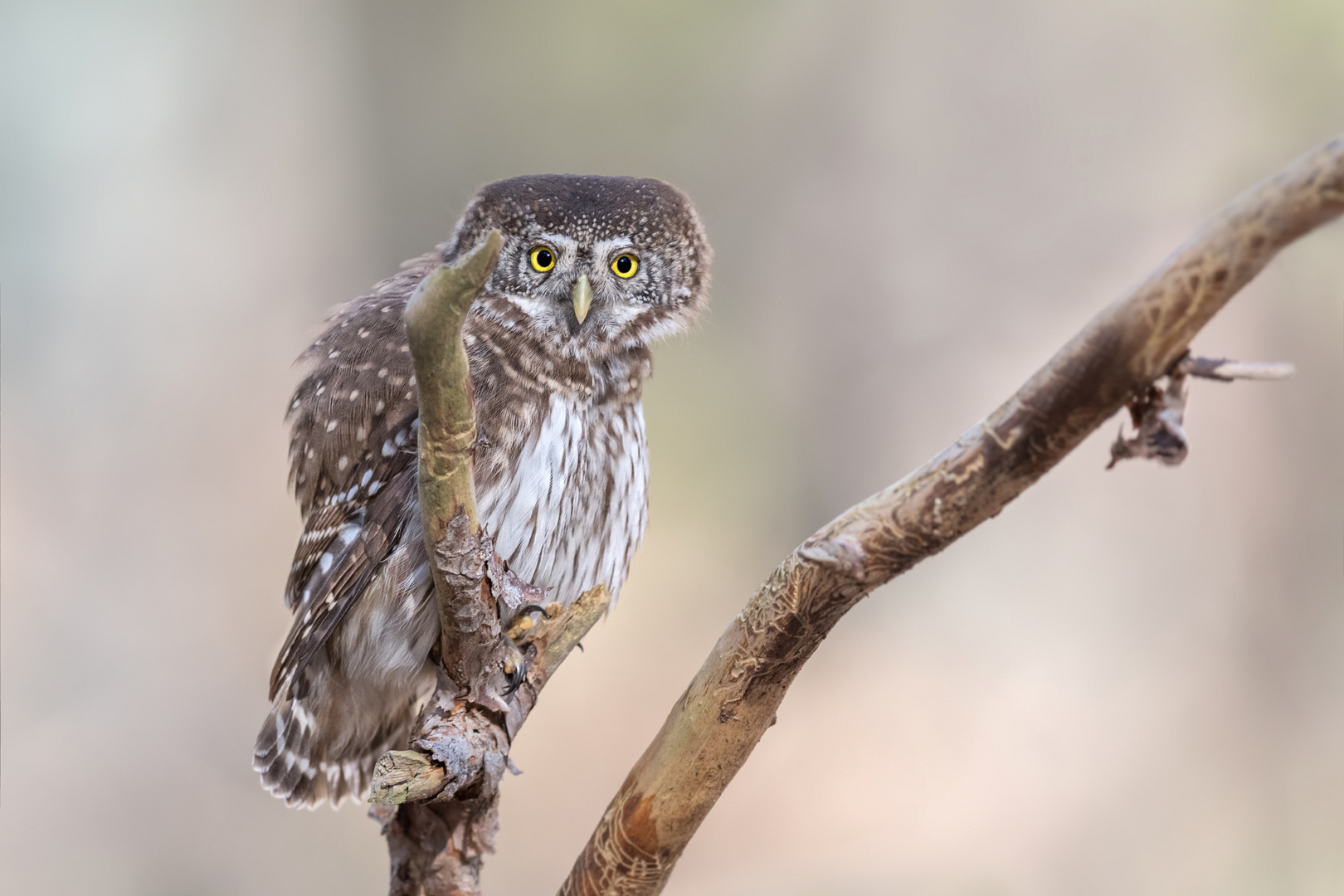 Sperlingskauz (Glaucidium passerinum)