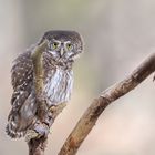 Sperlingskauz (Glaucidium passerinum)