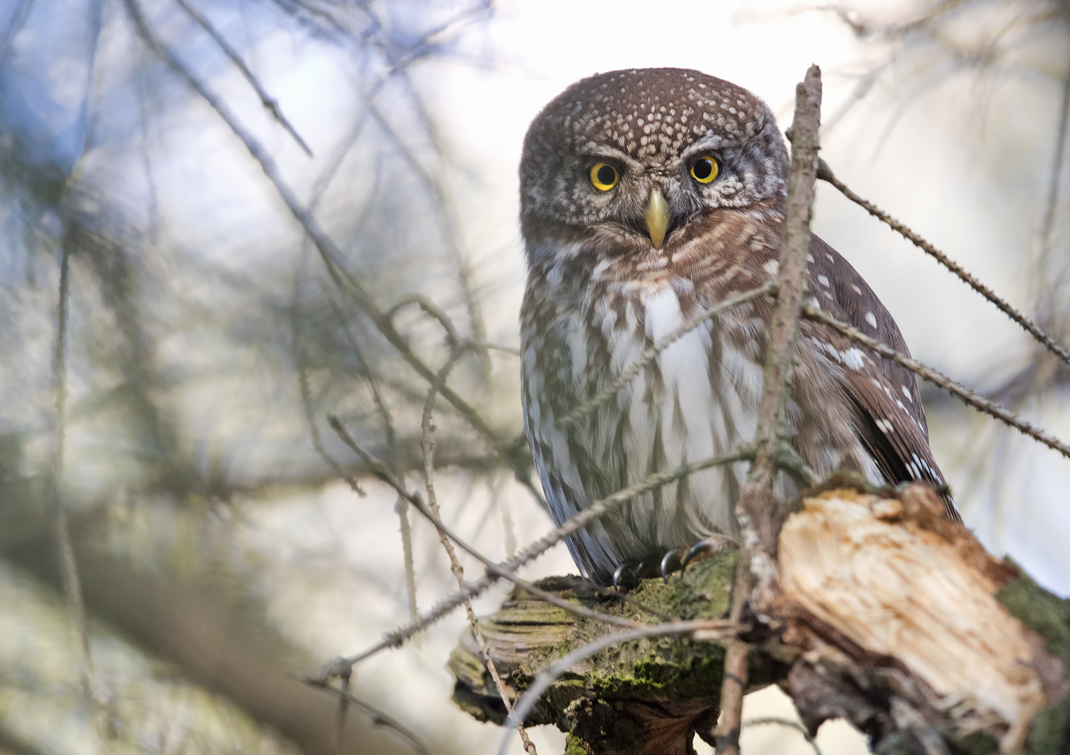 Sperlingskauz (Glaucidium passerinum)