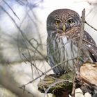 Sperlingskauz (Glaucidium passerinum)