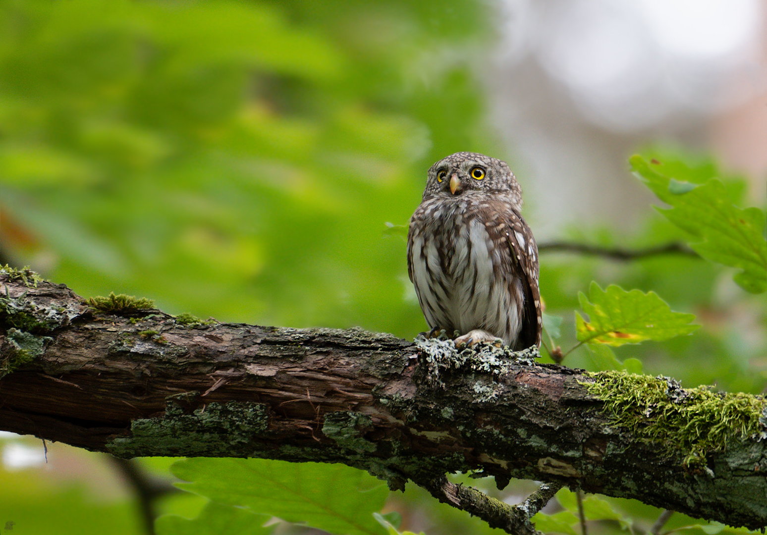 Sperlingskauz (Glaucidium passerinum)...