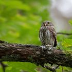 Sperlingskauz (Glaucidium passerinum)...