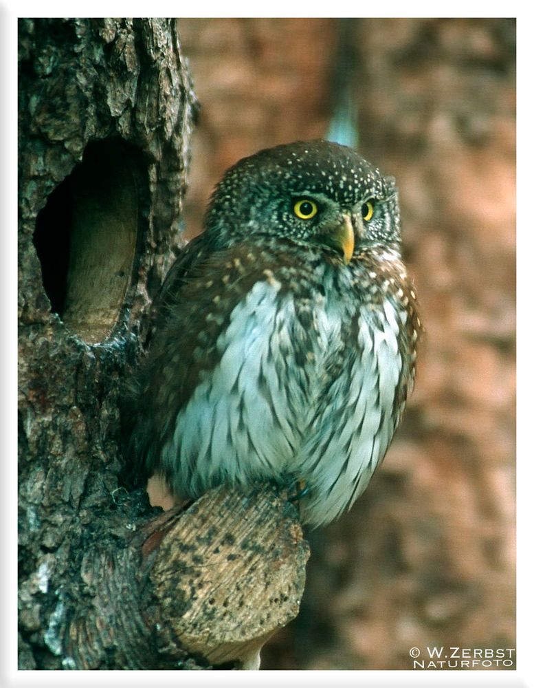 - Sperlingskauz - ( Glaucidium passerinum )