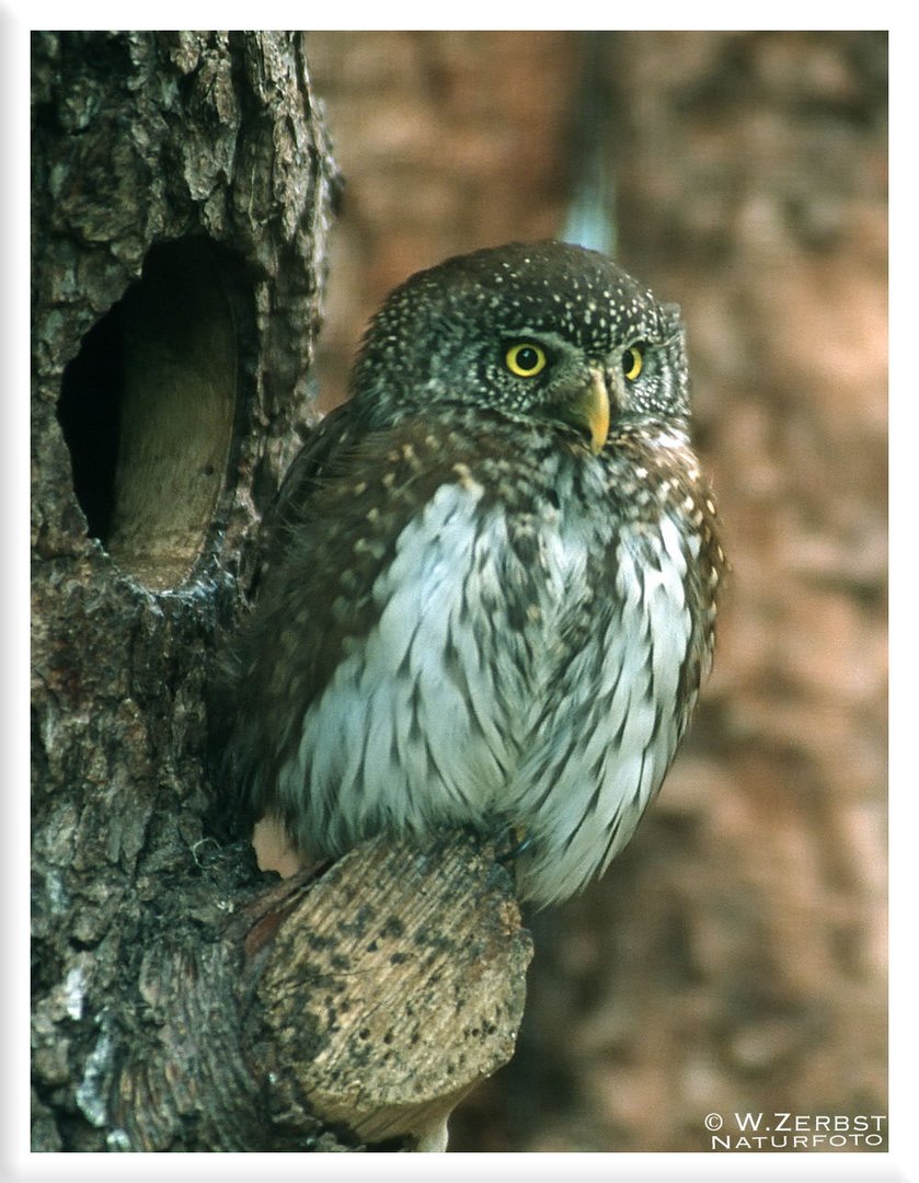 - Sperlingskauz - ( Glaucidium passerinum )