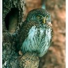 - Sperlingskauz - ( Glaucidium passerinum )