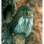 - Sperlingskauz - ( Glaucidium passerinum )