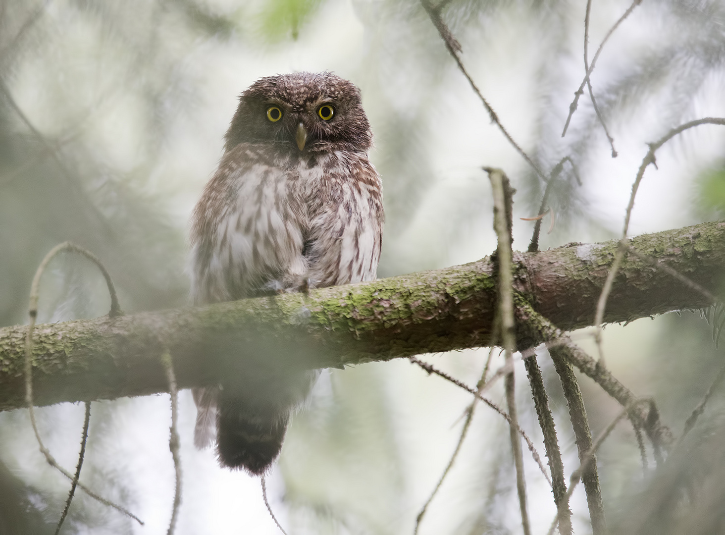 Sperlingskauz (Glaucidium passerinum)