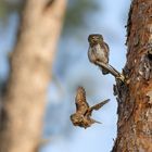 Sperlingskauz (Glaucidium passerinum)