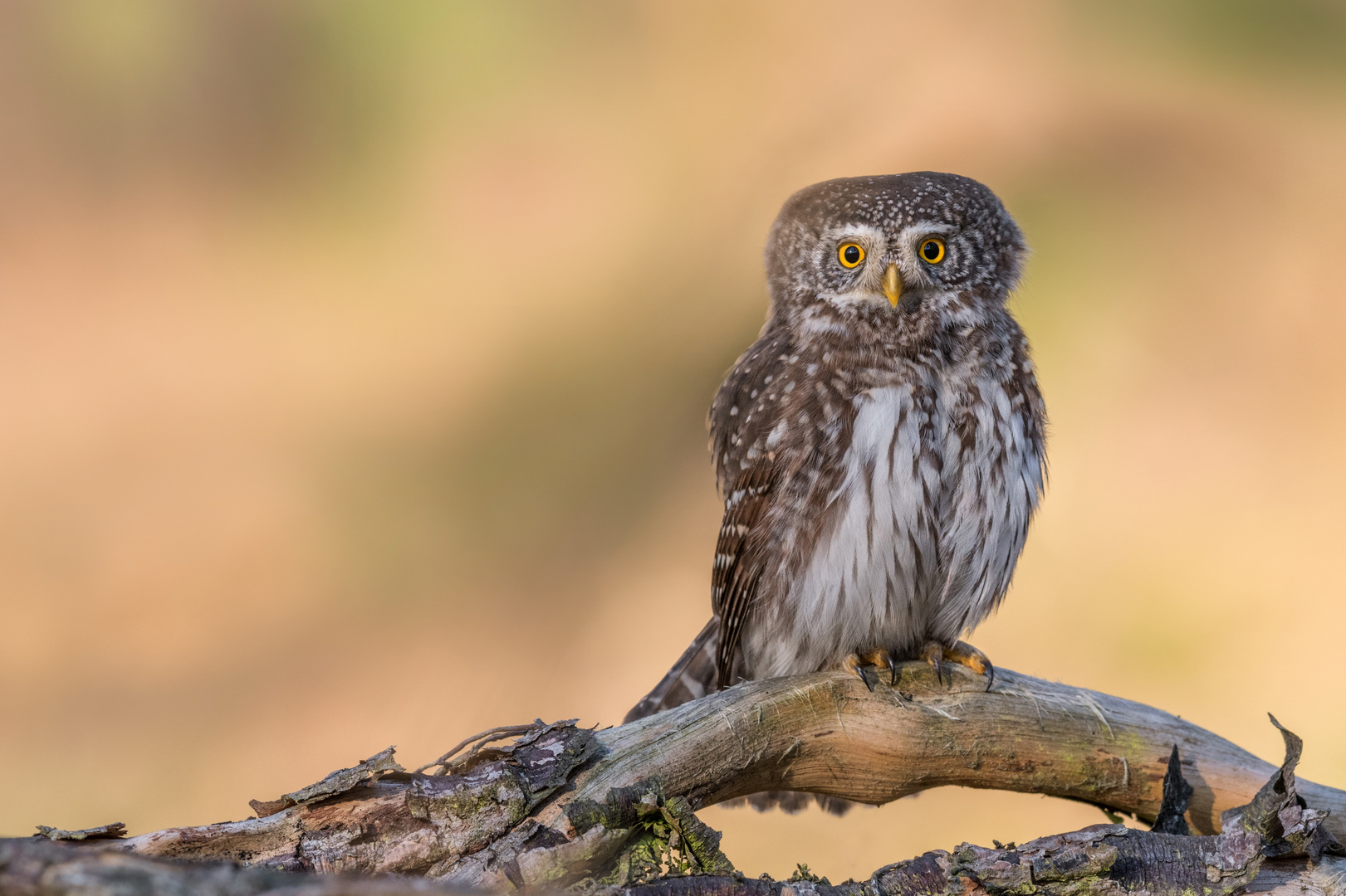 Sperlingskauz (Glaucidium passerinum)