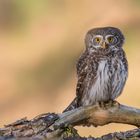 Sperlingskauz (Glaucidium passerinum)