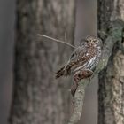 Sperlingskauz (Glaucidium passerinum)