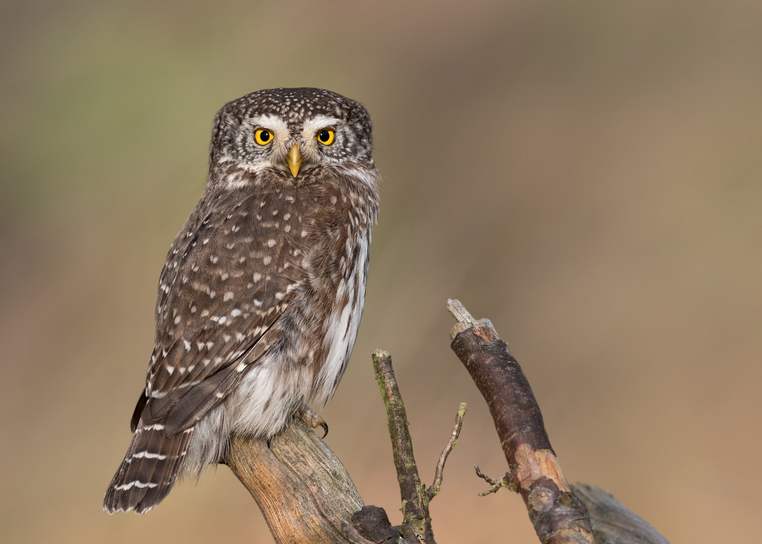 Sperlingskauz (Glaucidium passerinum)