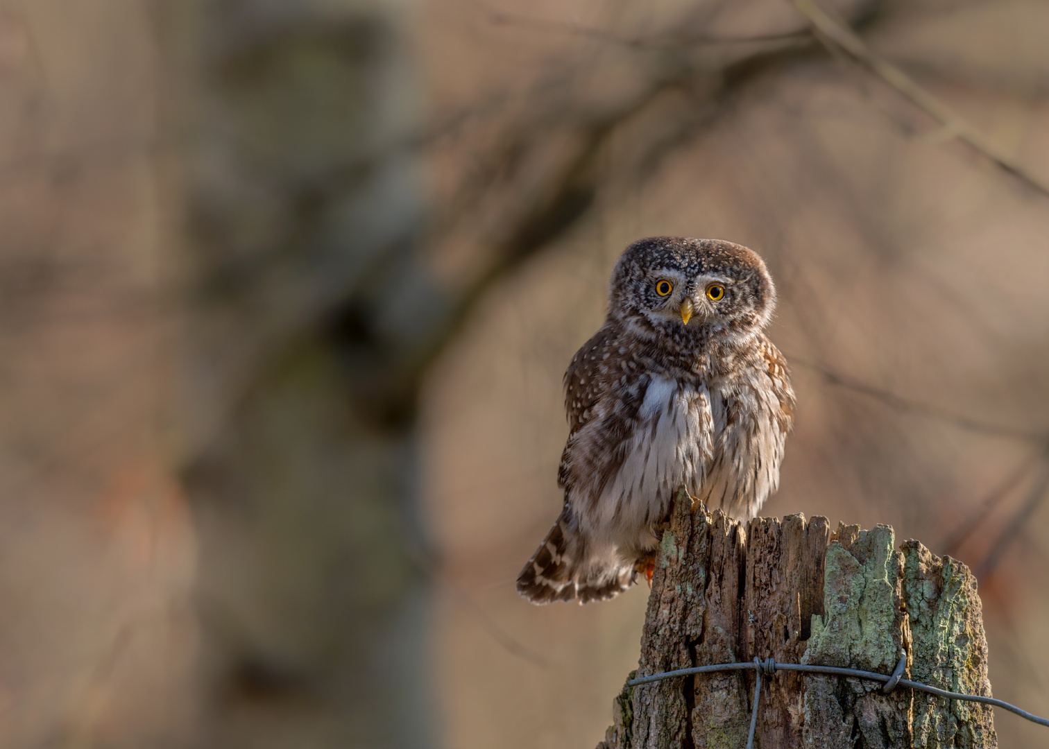 Sperlingskauz (Glaucidium passerinum)