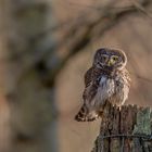 Sperlingskauz (Glaucidium passerinum)