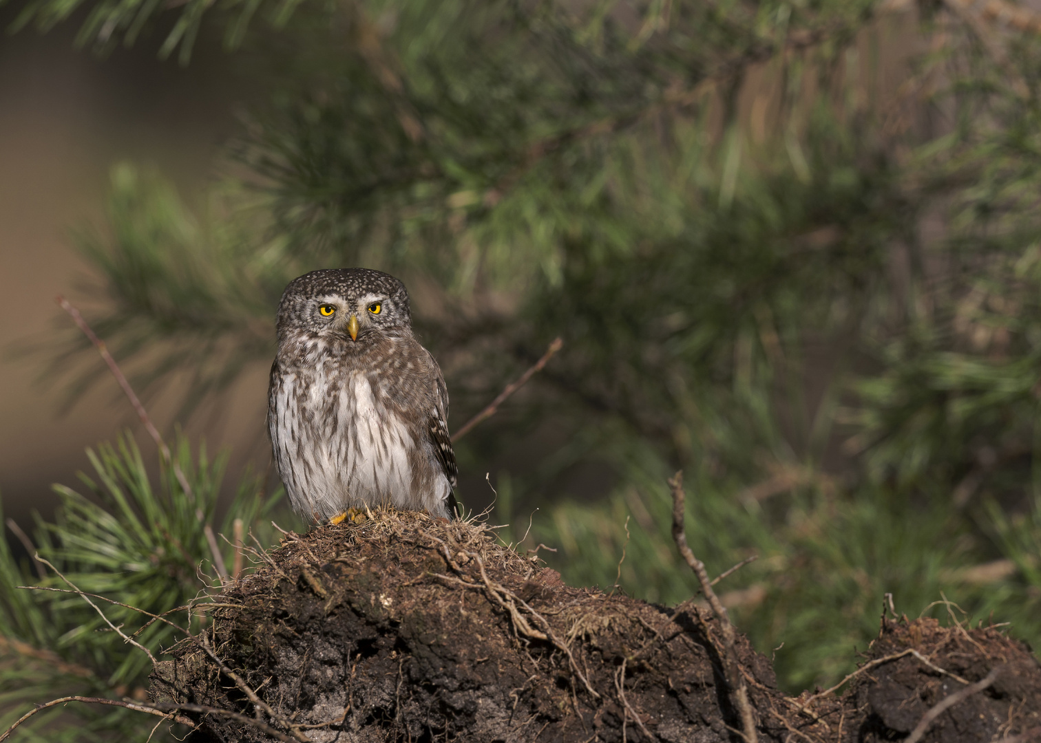 Sperlingskauz (Glaucidium passerinum)