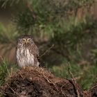 Sperlingskauz (Glaucidium passerinum)