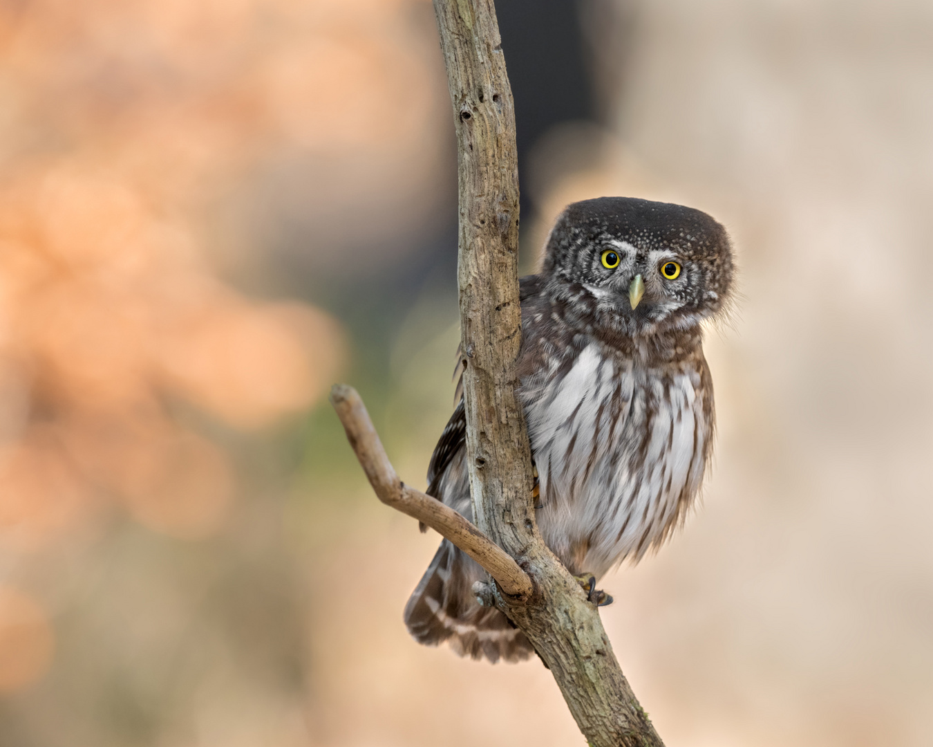 Sperlingskauz (Glaucidium passerinum)