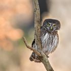 Sperlingskauz (Glaucidium passerinum)