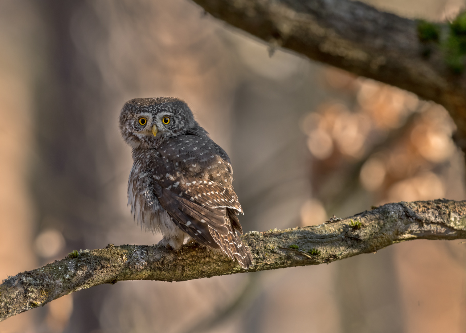 Sperlingskauz (Glaucidium passerinum) 