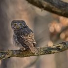 Sperlingskauz (Glaucidium passerinum) 