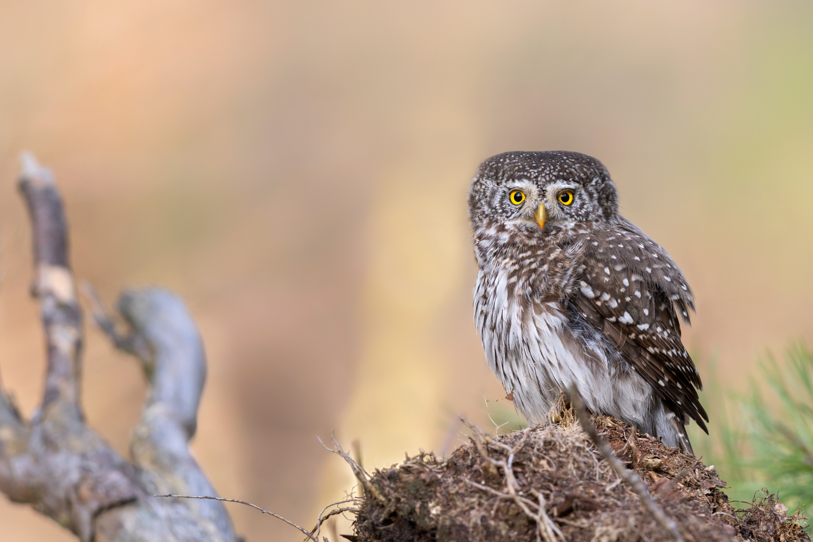 Sperlingskauz (Glaucidium passerinum) 