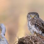 Sperlingskauz (Glaucidium passerinum) 