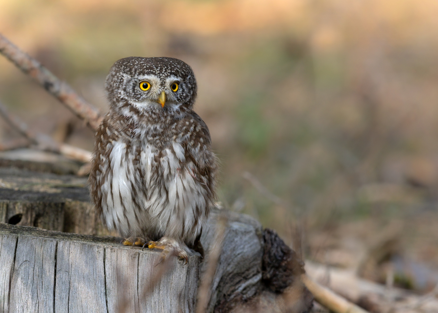 Sperlingskauz (Glaucidium passerinum)